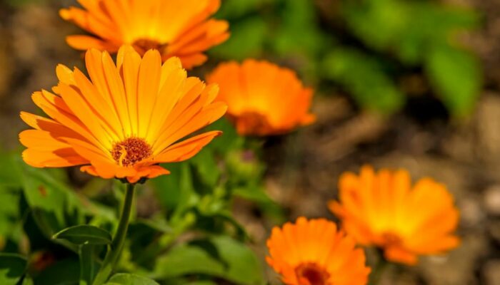 Mengenal Calendula, Manfaat dan Kegunaannya untuk Kulit