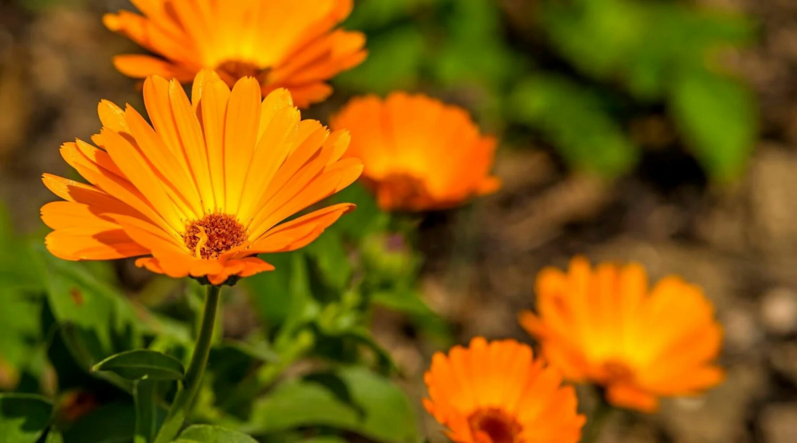 Mengenal Calendula, Manfaat dan Kegunaannya untuk Kulit