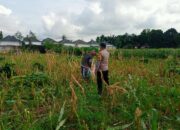 Polisi dan Petani Labuapi, Demi Ketahanan Pangan