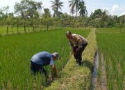 Polisi di Lombok Barat Gerakkan Ketahanan Pangan Desa