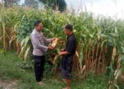 Konsep OtomatisPolres Lombok Tengah Dukung Ketahanan Pangan, Tinjau Masyarakat yang Akan Melaksanakan Panen Jagung