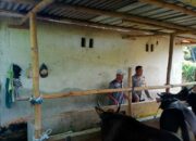 Kapolsek Labuapi Ajak Warga Beternak Sapi, Solusi Ekonomi di Pekarangan