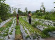 Peran Warga dalam Ketahanan Pangan: Upaya Kecil, Dampak Besar