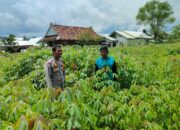 Bhabinkamtibmas Polsek Rasanae Timur Laksanakan Kontrol Tanaman Pangan