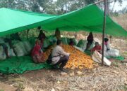 Bhabinkamtibmas Desa Rarak Ronges Lakukan Pendampingan Panen Jagung