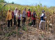 Dukung Ketahanan Pangan, Bhabinkamtibmas Desa Goa Lakukan Pendampingan Panen Jagung