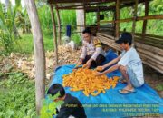 Dukung Ketahanan Pangan, Bhabinkamtibmas Desa Senayan Lakukan Pendampingan Panen Jagung