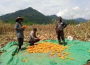 Bhabinkamtibmas Desa Mujahidin Dampingi Warga Saat Panen Jagung