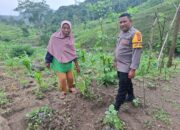 Bhabinkamtibmas Polsek Ropang Sambang dan Pengecekan Tanaman Petani Dukung Ketahanan Pangan