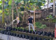 Bhabinkamtibmas Kuripan Utara Dorong Ketahanan Pangan Desa