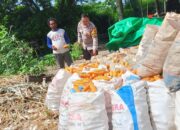 Bhabinkamtibmas Desa Sekongkang Bawah Berikan Pendampingan Panen Jagung di Dua Lahan Milik Warga