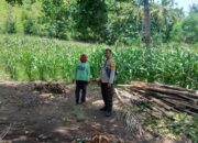 Polsek Kilo Dampingi Petani, Dukung Ketahanan Pangan Nasional 2025