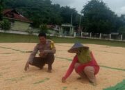 Bhabinkamtibmas Desa Rasabou Pantau Panen Raya Jagung untuk Dukung Ketahanan Pangan