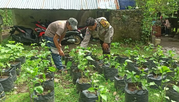 Bhabinkamtibmas Dampingi Warga Kembangkan Pekarangan Bergizi di Desa Batulayar