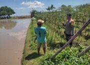 Bhabinkamtibmas Desa Kuranji Dalang Dorong Ketahanan Pangan Melalui Pemanfaatan Lahan Pekarangan