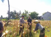 Bhabinkamtibmas Desa Kuripan Timur Dukung Program Ketahanan Pangan Lewat Panen Jagung Hibrida
