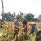 Sinergi Polri dan Petani: Bhabinkamtibmas Desa Kuripan Timur Bantu Panen Jagung Hibrida