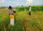 Bhabinkamtibmas Dorong Ketahanan Pangan di Lombok Barat