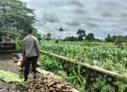 Sinergi Polri dan Petani Labuapi Wujudkan Ketahanan Pangan Desa