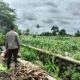 Bhabinkamtibmas Labuapi Aktif Dorong Ketahanan Pangan di Tingkat Petani