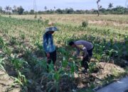 Bhabinkamtibmas Dukung Ketahanan Pangan Melalui Pendampingan Petani Desa
