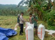 Bhabinkamtibmas Lombok Barat Aktif Kawal Panen Padi, Dukung Ketahanan Pangan