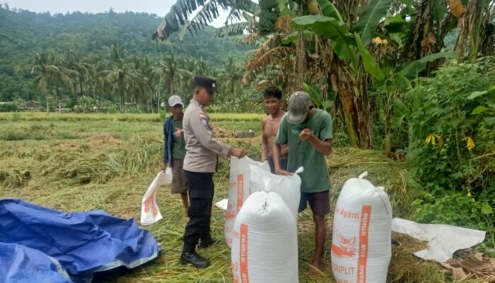 Bhabinkamtibmas Lombok Barat Aktif Kawal Panen Padi, Dukung Ketahanan Pangan