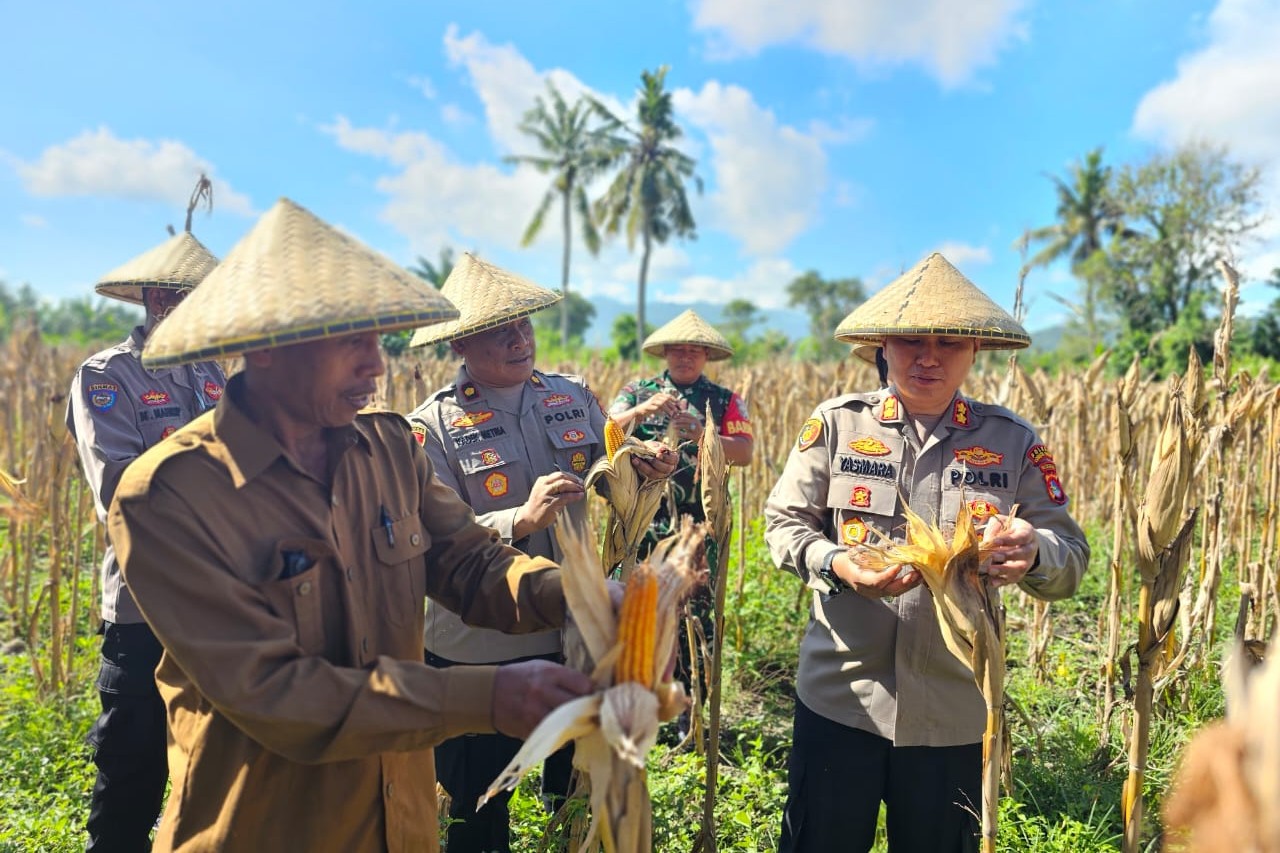 Kapolres Lombok Barat Hadiri Panen Raya Jagung, Sinergi Polri dan Petani Jaga Ketahanan Pangan