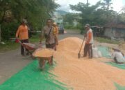 Cuaca Tak Bersahabat, Petani Jagung di Rababaka Hadapi Tantangan Besar