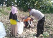 Dukung Ketahanan Pangan Nasional, Bhabinkamtibmas Desa Saneo Pantau Panen Jagung Warga