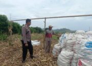 Panen di Tengah Tantangan Cuaca: Bhabinkamtibmas Desa Serakapi Dampingi Petani Jaga Ketahanan Pangan