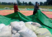 Bhabinkamtibmas Desa Daha Pantau Penjemuran Jagung Milik Warga Dukung Ketahanan Pangan Nasional