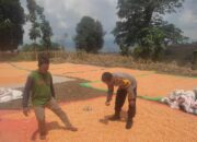 Komitmen Dukung Penuh Program Prioritas Presiden RI, Bhabinkamtibmas Polsek Donggo Bantu Jemur Jagung Petani