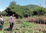 Dukung Program Ketahanan Pangan Nasional, Bhabinkamtibmas Monta Baru Pantau Lahan Sayur Warga