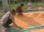 Panen Jagung di Desa Rababaka, Wujud Nyata Dukung Ketahanan Pangan Nasional 2025