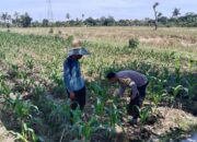 Bhabinkamtibmas Desa Bagik Polak Barat Dorong Kemandirian Pangan