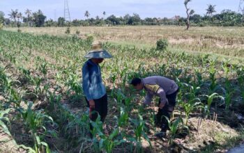 Bhabinkamtibmas Desa Bagik Polak Barat Dorong Kemandirian Pangan