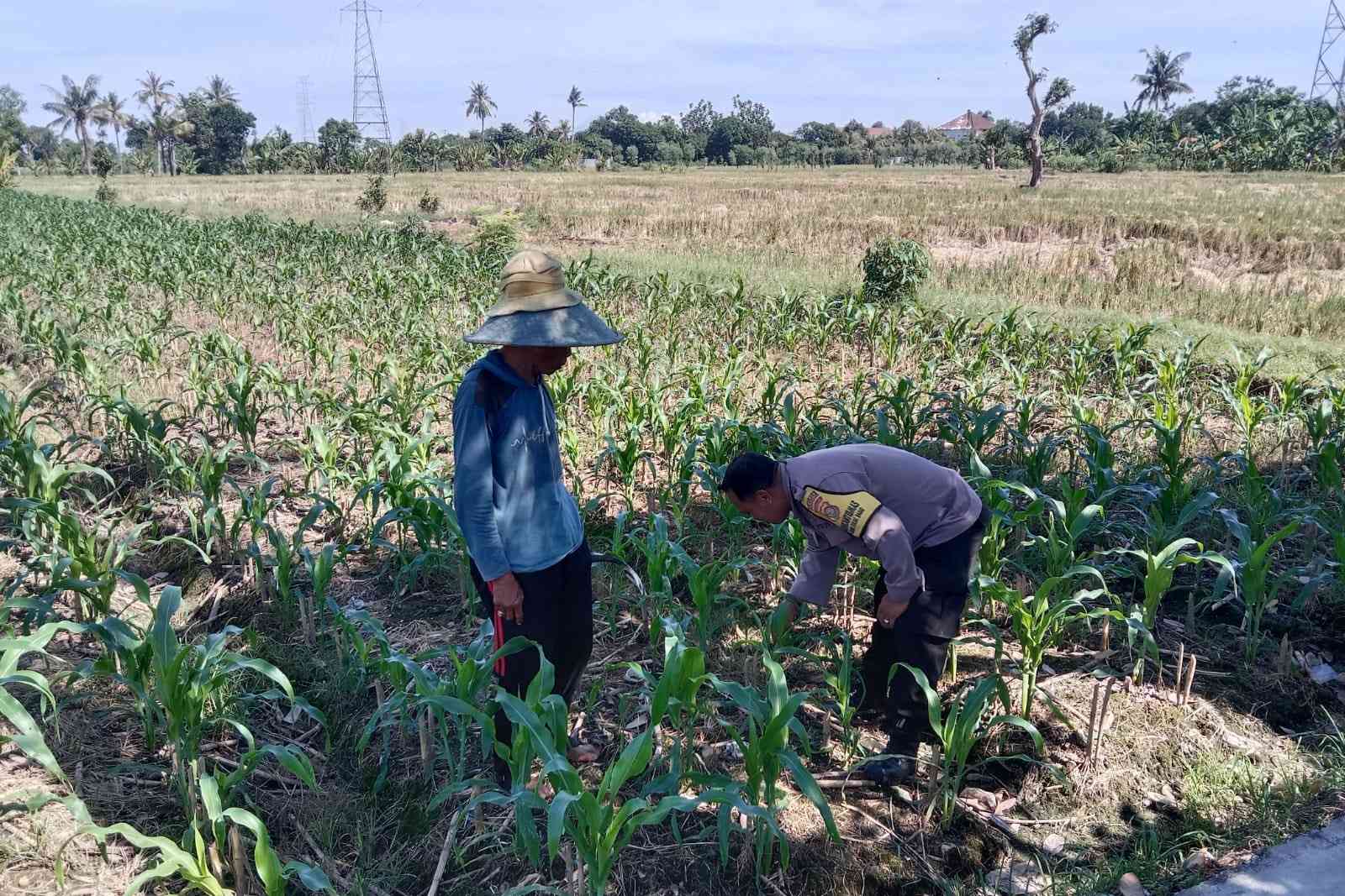 Bhabinkamtibmas Desa Bagik Polak Barat Dorong Kemandirian Pangan