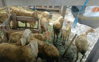 Polri Aktif di Tengah Masyarakat: Kunjungan DDS Dukung Ketahanan Pangan Warga