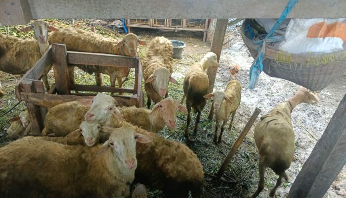 Sinergi Polri dan Warga Desa Beleka: Wujudkan Ketahanan Pangan dan Keamanan Sosial