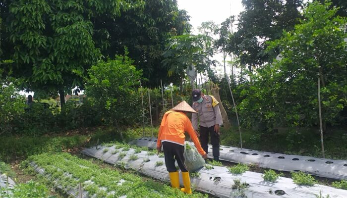 Polri Dorong Ketahanan Pangan Lewat Pemanfaatan Lahan Produktif di Desa Jagaraga