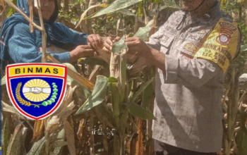 Dukung Ketahanan Pangan Nasional, Bhabinkamtibmas Pantau Tanaman Jagung Warga di Rhee.