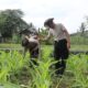 Polres Lombok Tengah Dukung Ketahanan Pangan Nasional: Bantu Petani Pupuk Lahan Jagung.