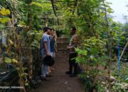 Lombok Barat, NTB – Kepolisian Sektor Kuripan, melalui personel Bhabinkamtibmasnya, terus menunjukkan komitmen dalam mendekatkan diri dengan masyarakat sekaligus mendukung program-program strategis pemerintah hingga ke tingkat akar rumput. Salah satu wujud nyata dari upaya ini terlihat pada Rabu (14/05/2025), ketika Bhabinkamtibmas Desa Kuripan Utara melaksanakan kunjungan dan silaturahmi di Dusun Pesongoran. Fokus utama kunjungan kali ini adalah menyambangi Komunitas Pemuda Peduli Lingkungan yang berlokasi di dusun tersebut. Pertemuan yang berlangsung santai namun penuh makna ini dimulai sekitar pukul 09.30 WITA dan dihadiri oleh sejumlah perwakilan pemuda anggota komunitas. Meningkatkan Sinergi dan Kesadaran Pangan Lokal Kegiatan yang diinisiasi oleh Bhabinkamtibmas Desa Kuripan Utara ini bertujuan ganda: pertama, mempererat jalinan silaturahmi dan komunikasi yang sudah terjalin baik antara pihak kepolisian dengan warga binaan, khususnya komunitas pemuda. Kedua, dan tak kalah pentingnya, adalah mensosialisasikan serta mendorong partisipasi aktif komunitas dalam program ketahanan pangan nasional, dengan fokus pada skala rumah tangga dan komunitas. Di tengah tantangan global terkait ketersediaan pangan, inisiatif di tingkat lokal seperti yang digaungkan oleh Bhabinkamtibmas ini menjadi sangat relevan. Konsep ketahanan pangan yang disampaikan merujuk pada kemandirian dalam memenuhi kebutuhan pangan keluarga atau komunitas, salah satunya melalui pemanfaatan lahan pekarangan kosong yang kerap kali belum termanfaatkan secara optimal. Pentingnya Peran Pemuda dan Pemanfaatan Pekarangan Memilih Komunitas Pemuda Peduli Lingkungan sebagai sasaran sosialisasi bukanlah tanpa alasan. Kaum muda memiliki energi, kreativitas, dan potensi besar sebagai agen perubahan di masyarakat. Keterlibatan mereka dalam program ketahanan pangan diharapkan dapat menjadi penggerak dan contoh bagi warga lainnya, sekaligus menumbuhkan kesadaran akan pentingnya kemandirian pangan dari usia dini. Dalam dialog yang interaktif, Bhabinkamtibmas menjelaskan betapa mudahnya memulai program ketahanan pangan mandiri. Dengan menanam sayuran atau tanaman pangan lainnya di pekarangan kosong, warga dapat menghasilkan sumber pangan yang sehat, segar, dan tentunya menghemat biaya belanja. Selain itu, kegiatan berkebun juga bisa menjadi hobi positif yang produktif bagi para pemuda. Berbagai jenis sayuran yang cocok ditanam di pekarangan, seperti cabai, tomat, terong, bayam, atau kangkung, dibahas sebagai contoh konkret. Dukungan Penuh dari Pihak Kepolisian Sektor Kuripan Menanggapi kegiatan positif ini, Kapolres Lombok Barat, Polda NTB, AKBP Yasmara Harahap, S.I.K., melalui Kapolsek Kuripan, Polres Lombok Barat, Ipda I Wayan Eka Ariyana, S.H., menyampaikan apresiasinya. Menekankan bahwa kegiatan seperti ini merupakan bagian integral dari tugas kepolisian, khususnya Bhabinkamtibmas, dalam melakukan pembinaan masyarakat. "Kegiatan ini sangat positif. Kami dari Kepolisian, khususnya Bhabinkamtibmas, memiliki peran strategis dalam membina masyarakat hingga ke tingkat dusun. Program ketahanan pangan ini bukan hanya soal menanam, tapi juga membangun kemandirian masyarakat," ujar Ipda I Wayan Eka Ariyana. Kapolsek menambahkan, bahwa mengapresiasi partisipasi aktif komunitas pemuda di Kuripan Utara ini. “Mereka adalah aset penting dalam mewujudkan lingkungan yang lestari sekaligus mendukung ketahanan pangan lokal. Sinergi antara Polri dan masyarakat, terutama generasi muda, sangat krusial untuk menjaga stabilitas dan kesejahteraan,” ujarnya.
