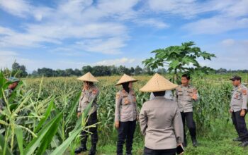 Polisi dan Petani Bersinergi: Kawal Panen Jagung Lombok Barat
