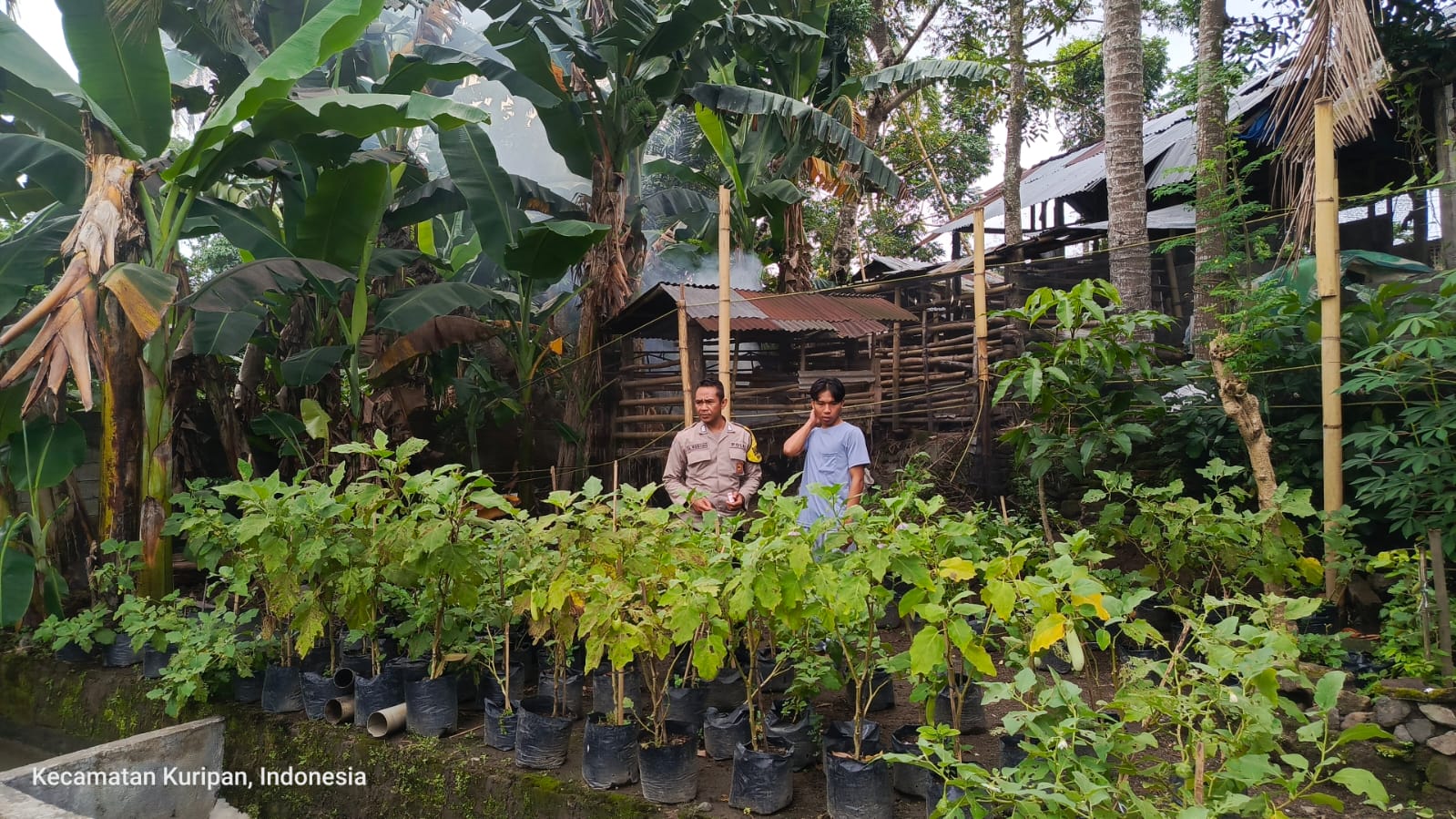 Polsek Kuripan Dampingi Warga Kuripan Utara Sukseskan Program Ketahanan Pangan