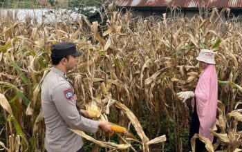 Wujudkan Indonesia Yang Swasembada Pangan, Bhabinkamtibmas Polsek Donggo Terjun Bantu Warga Panen Jagung