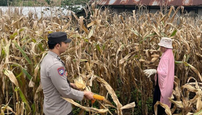 Wujudkan Indonesia Yang Swasembada Pangan, Bhabinkamtibmas Polsek Donggo Terjun Bantu Warga Panen Jagung