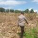 Ketahanan Pangan Nasional, Bhabinkamtibmas Polsek Soromandi Bantu Proses Panen Jagung Warga