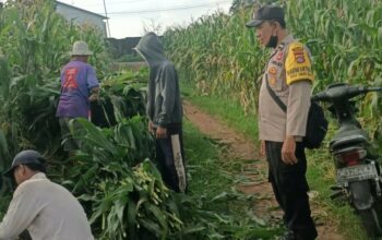 Bhabinkamtibmas Dampingi Panen Jagung di Ombe Baru Dukung Swasembada Pangan